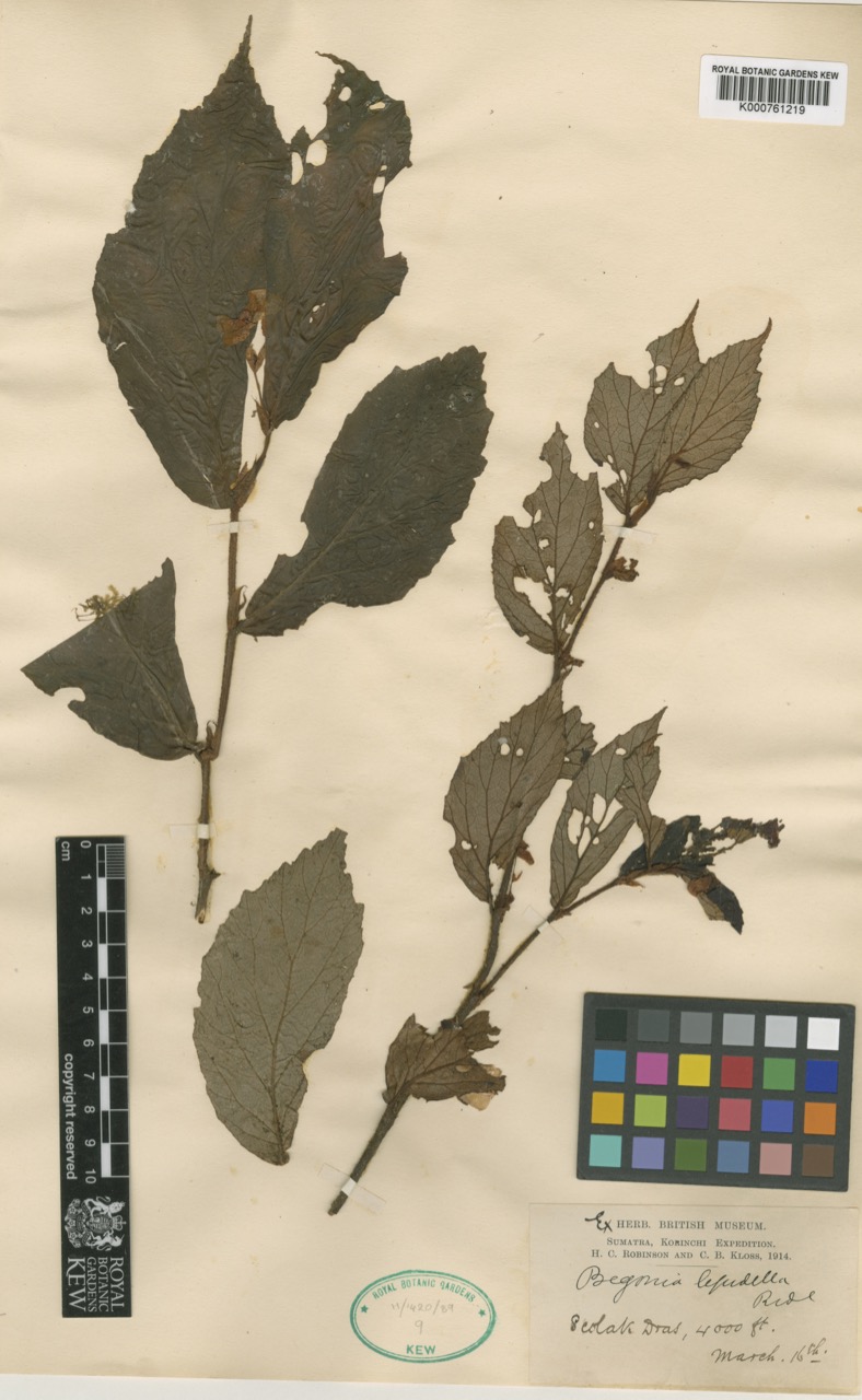 B. lepidella